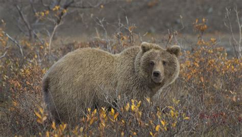 Wildlife in Denali National Park and Preserve