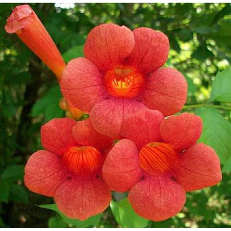 Classy Groundcovers - Trumpet Creeper Trumpet Vine, Cow Itch Vine {25 Bare Root plants ...