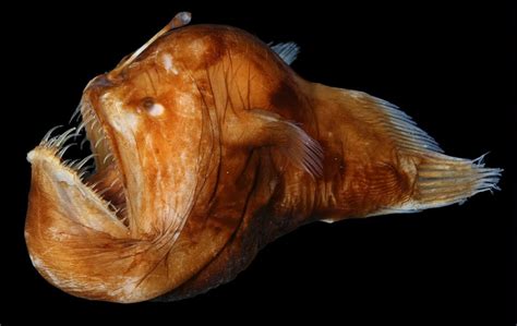 TIL angler fish interestingly begin reproduction with the typically ...