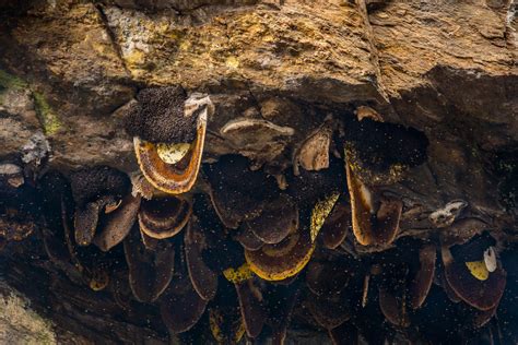 Mad Honey Hunters of Nepal - Photo Feature & Documentary - Nepal 8th Wonder