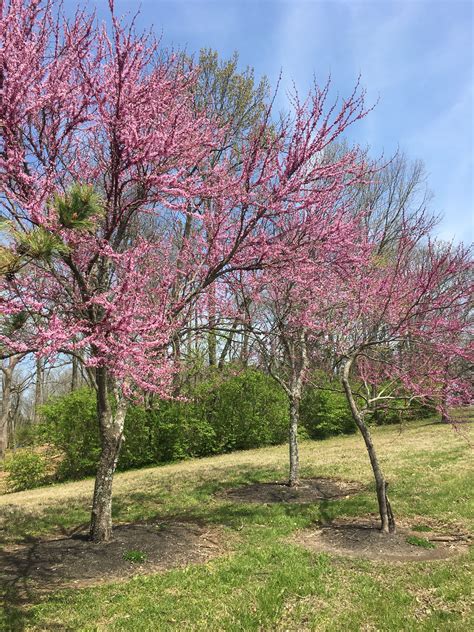 Redbud Trees Blooming = Spring | Tree, Redbud tree, Plants