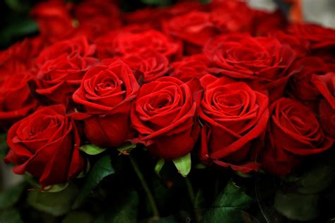 Know The Real Symbolism Behind The Colours Of Roses | Pragativadi | Odisha News, Breaking News ...