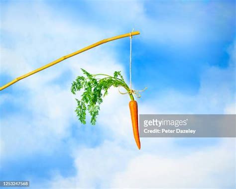 1,383 Carrot On A Stick Stock Photos, High-Res Pictures, and Images ...