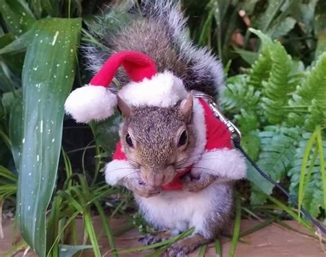 Idea by Michele Cleaves on Christmas squirrel | Christmas squirrel ...