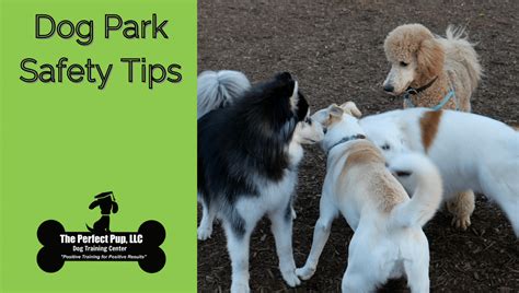 Dog Park Safety Tips | Blog | The Perfect Pup LLC