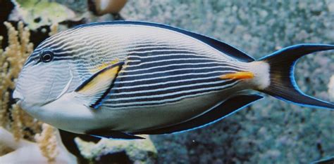 Red Sea surgeonfish (Acanthurus sohal) - Species Profile