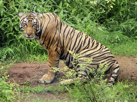 Tourists Banned From India's Tiger Reserves | KACU 89.5