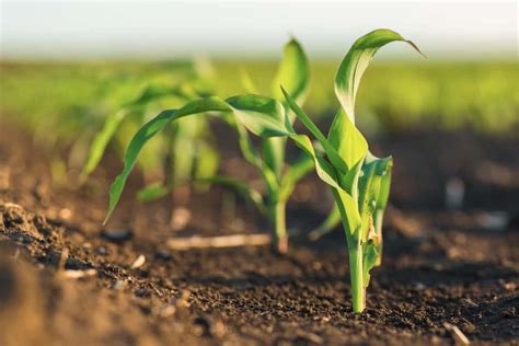 Farm Futures Planting Survey Shows Less Corn Acres than USDA | News Dakota