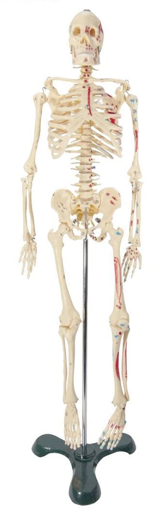 mô hình giải phẫu bộ xương người
