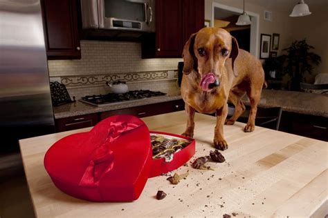 How Much Chocolate is Dangerous for Dogs (And What Should I Do If My Dog Eats It)?