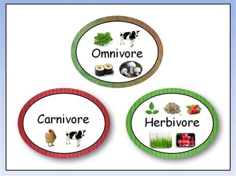 Quiz Carnivore, omnivore, herbivores... | Nature, Animaux