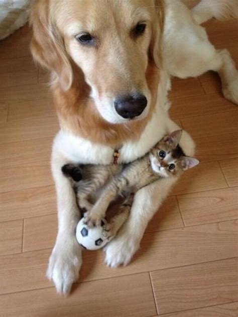 Photo: Dog babysitting a Kitten | Green Vision