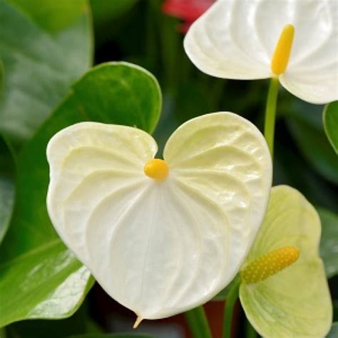 Buy Anthurium (White) plant online at cheap price on plantsguru.com