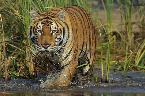 Where Is Sundarbans National Park? - WorldAtlas