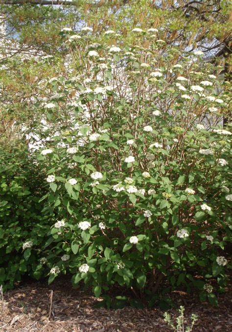 Viburnum lantana (Wayfaringtree Viburnum) | North Carolina Extension ...