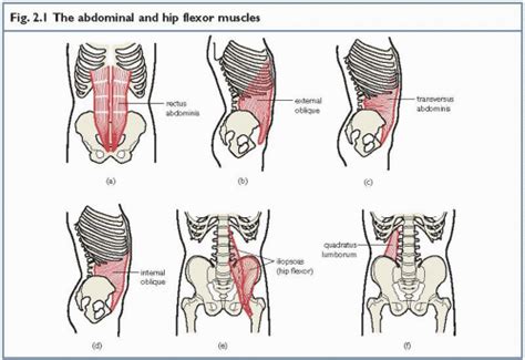 The Trunk Muscles | Abdominal Key