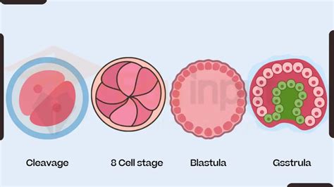 Zygote-Definition, Formation, and Development in Animals & Plants