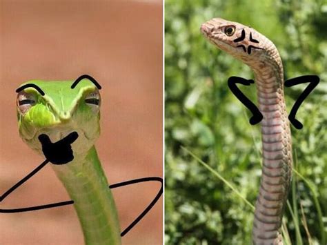 Drawing Doodle Arms On Snakes Is Hilarious | Snake, Cute snake, Animals ...