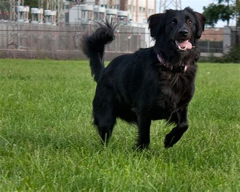 Black Labrador X Golden Retriever Puppies / 3drose Dogs Labrador Retriever 1 Ft X 1 1 2 Ft Black ...