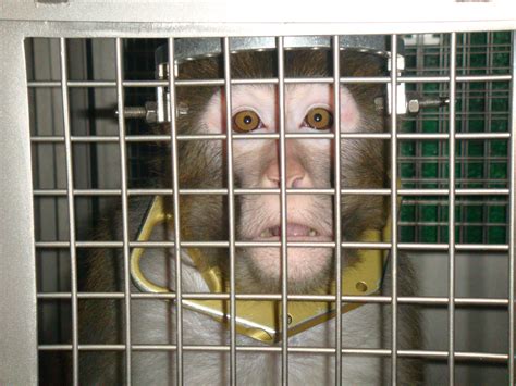 Fate of Thousands of Monkeys in the Hands of Florida Judge - Their Turn