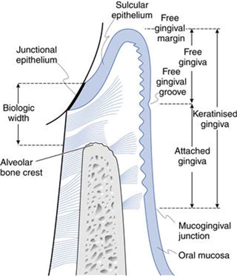 1. Periodontology | Pocket Dentistry