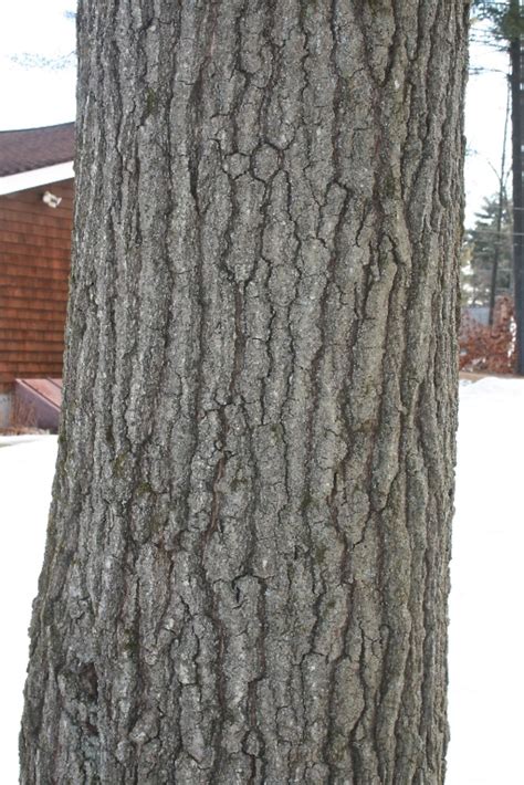 Quercus coccinea (scarlet oak): Go Botany