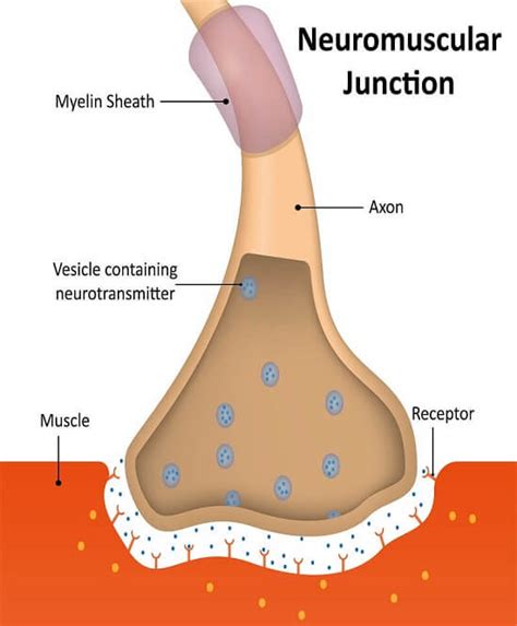 Neuromuscular Junction - The Definitive Guide | Biology Dictionary