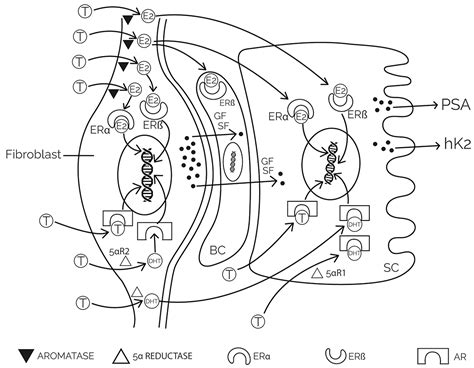 IJMS | Free Full-Text | Mechanisms of Prostate Cancer Cells Survival and Their Therapeutic Targeting