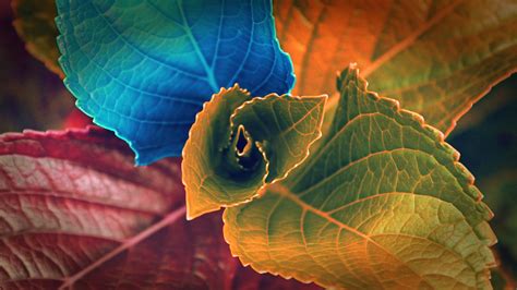 Wallpaper : sunlight, colorful, leaves, digital art, nature, red, plants, green, light, color ...