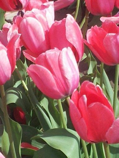 Tulip Festival - Mount Vernon, Wa | Tulip festival, Tulips, Festival