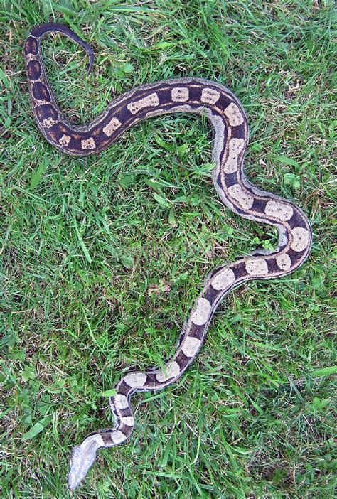 Boa Morphs - descriptions of various Boa Constrictor Morphs