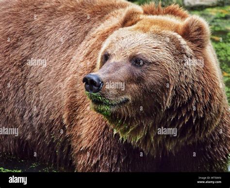 Close up brown bear hi-res stock photography and images - Alamy