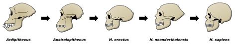 D3 Human Evolution | BioNinja