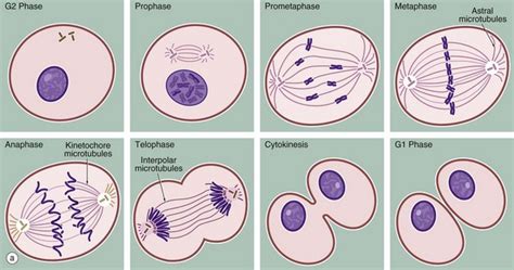 Cell cycle and replication | Basicmedical Key