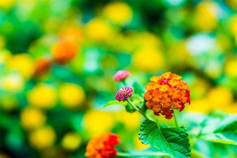 3 Amazing Plants That Bloom in Hot Weather – Natural Tendencies ...