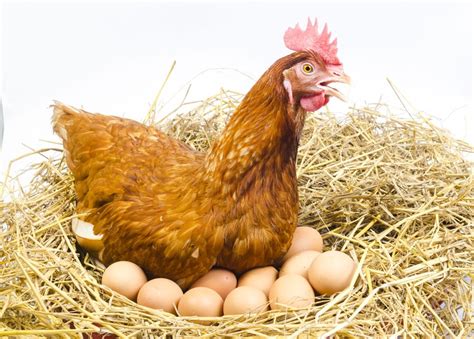 Poultry science: chicken & egg - Research Outreach