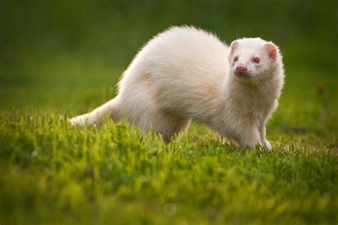 Albino Ferrets: Get All The Facts About Them Here!