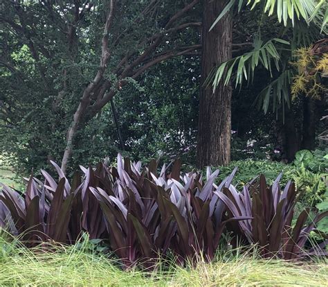 Eucomis comosa 'Sparkling Burgundy' (Eucomis, Pineapple Lily, Sparkling Burgundy Pineapple Lily ...