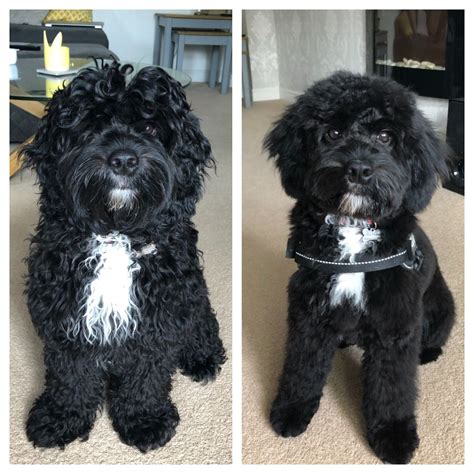 Grooming cockapoo x Ernie after his first haircut 🥰 | Cockapoo grooming ...