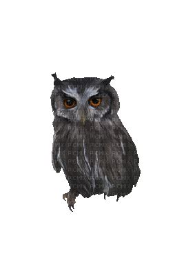 owl gif (created with gimp), owl , black , animated , gif , forest ...