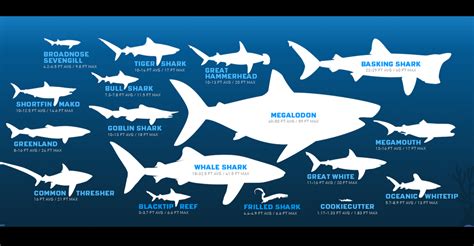 #DidYouKnow: There are over 500 kinds of sharks swimming in oceans ... | Scoopnest