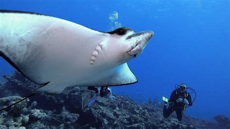 Tauchen in Marsa Alam / Abu Dabbab