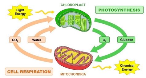 Photosynthesis and Respiration- The Cell Energy Cycle Diagram | Quizlet