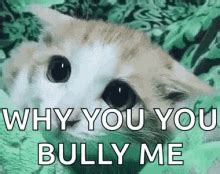 Cat Bully Meme