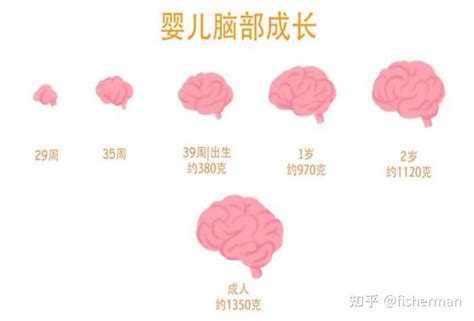 孩子的大脑发育 - 知乎