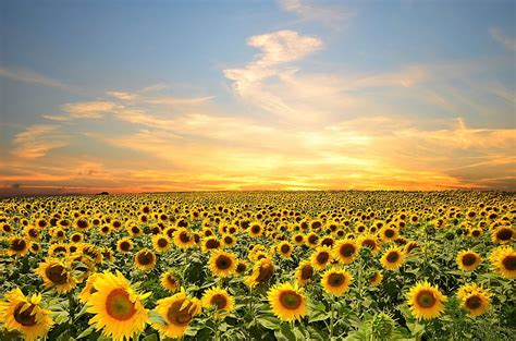 Sunflower Field Ultra, sunflowers field at sunset HD wallpaper | Pxfuel