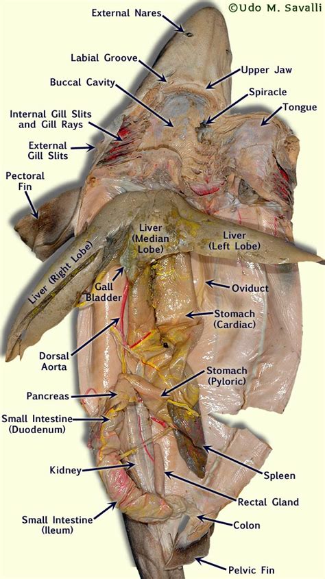 [DIAGRAM] Clear Diagram Of Shark Dissection - MYDIAGRAM.ONLINE