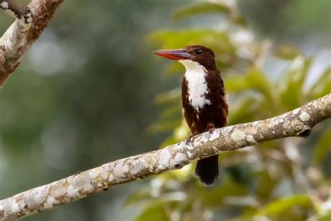 Close-Up Shot of a Kingfisher · Free Stock Photo