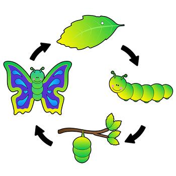 Butterfly Life Cycle Clip Art Sequence by Dancing Crayon Designs