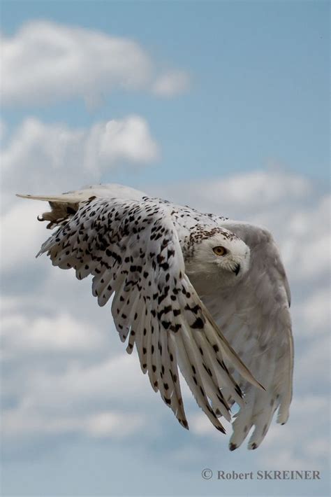 Snowy Owl (Bubo scandiacus) - 125–150 cm (50–60 in) wingspan﻿ - via Robert SKREINER's photo on ...